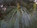Pinus wallichiana Sosna himalajska